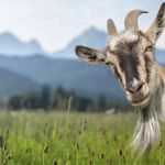 The GOAT