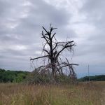Wild River State Park Group Camp