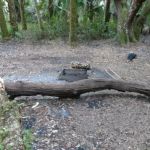 Mossy Hammock Primative Campsite