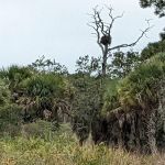 Oscar Scherer State Park Campground