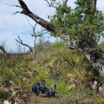 Bee Island Primitive Campsite