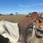 NBU RANCH