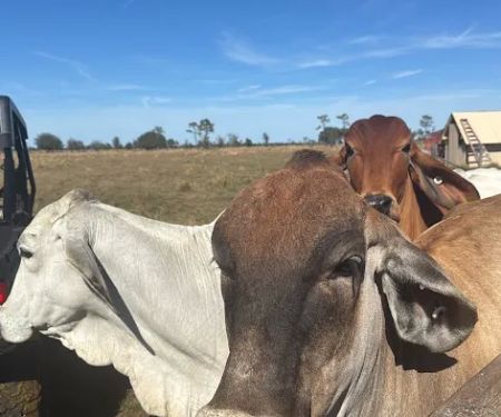 NBU RANCH