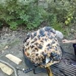Ogechie Campground