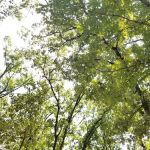 Cedar Campsite