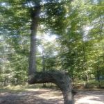 Hawthorn Campsite