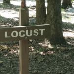 Locust Campsite