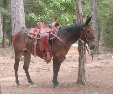 Lonesome D Horse Camp