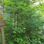 McCarthy Creek Camp