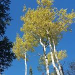 Aspen Knob Camp