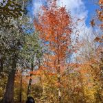 Jonvick Creek Camp