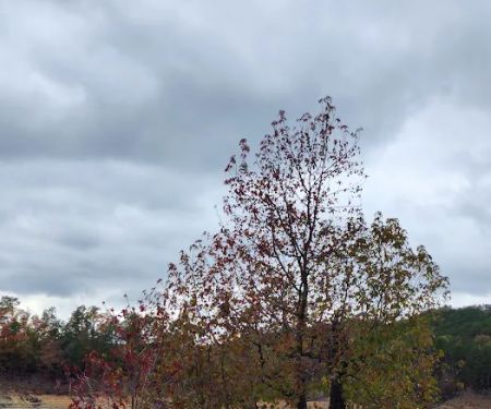 Holly Creek Campsite