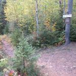 Big White Pine Camp