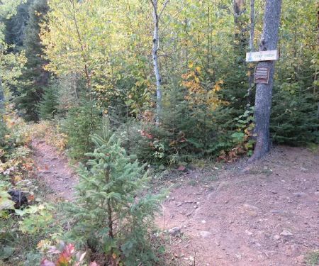 Big White Pine Camp