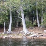 BWCA Campsite #939