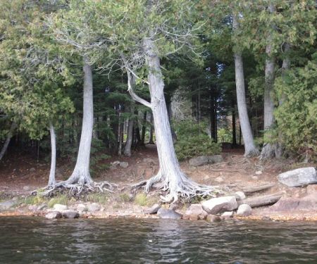 BWCA Campsite #939
