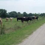 Country RV Camp