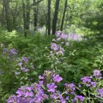 George H Clayton Campground