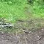 Durfee Creek Camp