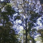 Gum Springs Horse Campground