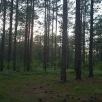 Camping Area