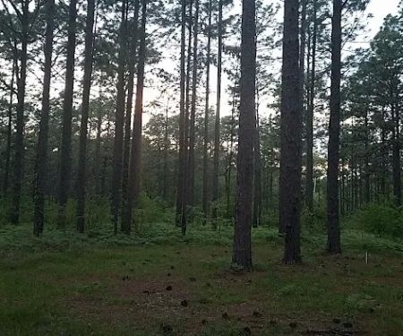 Camping Area