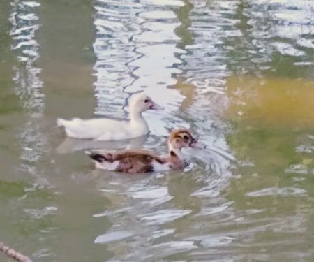 Longville lake