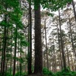 Coyote Campground, Kisatchie National Forest