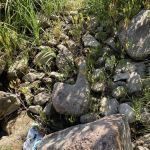 Blue River Campsites