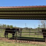 Mineola Appaloosa