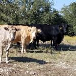 High Hope Ranch
