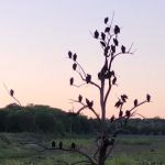 Nopali Gorge Ranch