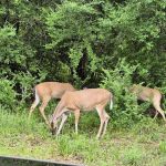 Hickory Creek Park