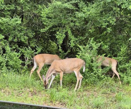 Hickory Creek Park
