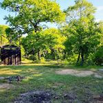 Buffalo Campsite