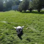 Camp Scuffy