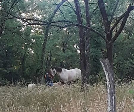 Ethans Forrest