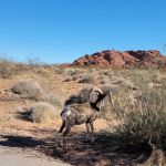 Atlatl Rock Campground