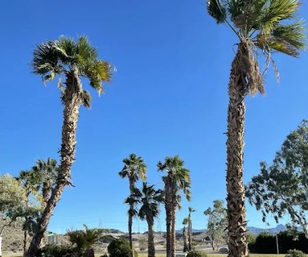 Davis Camp Park