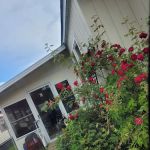 Windy Acres