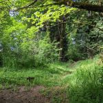 Camp Nisqually