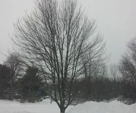 Bel Air Park