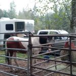 Sage Horse Camp