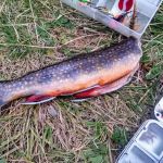 Moose Lake Lower