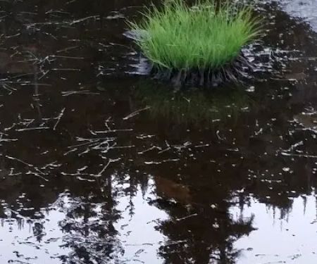 Gladys Lake