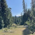 Four Way Meadows