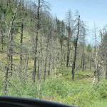 Beaver Campground