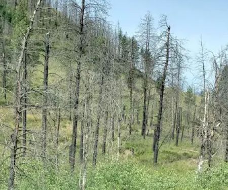 Beaver Campground