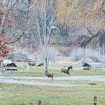 Oriole Campground