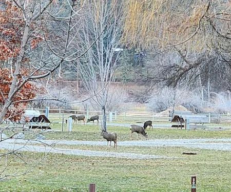 Oriole Campground
